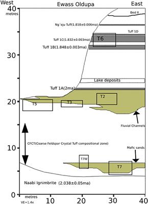 Faunal Assemblages From Lower Bed I (Oldupai Gorge, Tanzania)